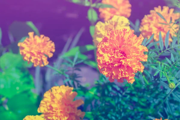 Closeup Marigold Flower Blurred Noisy Greenery Background Garden — Stock Photo, Image