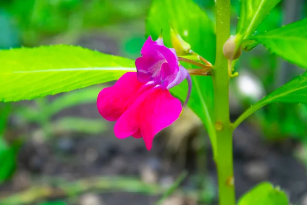 Primo Piano Fiori Rosa Giardino — Foto Stock