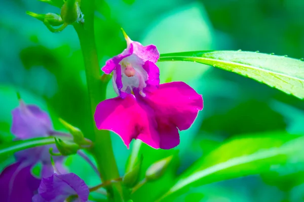 Primo Piano Fiori Rosa Giardino — Foto Stock