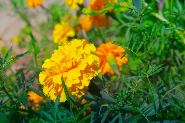 Closeup Marigold Flower Blurred Noisy Greenery Background Garden — Stock Photo, Image