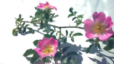 Beyaz arka planda pembe gül (köpek gülü) çiçeği yakın plan