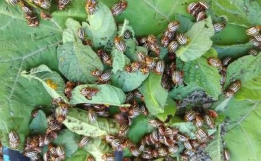 Colorado patates böceği yaprağın üzerinde sürünüyor.