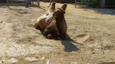 Doğada toprağın altında yatan deve.