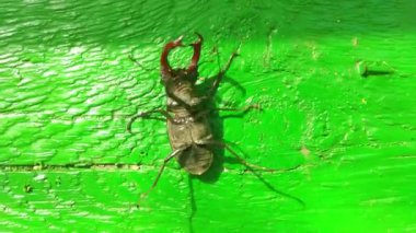 Sırtında böcek, yeşil arka planda geyik böceği (Lucanus cervus)