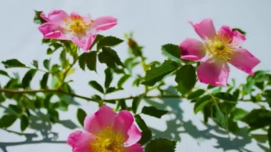 Beyaz arka planda pembe gül (köpek gülü) çiçeği yakın plan