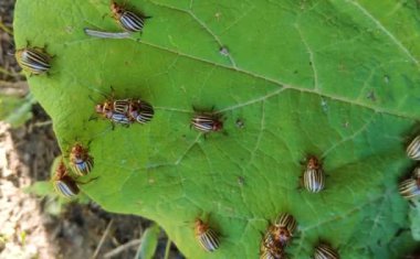 Colorado patates böceği yaprağın üzerinde sürünüyor.