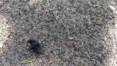 Yerde büyük kahverengi böcekler var.