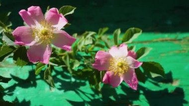 Yeşil arka planda pembe gül (köpek gülü) çiçeği yakın plan