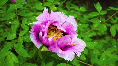 Pembe ve Sarı şakayık çiçeğinin yakın çekimi. Yapraklı yapraklı şakayık çiçeği