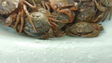 Konteynırda sürünen canlı yengeçler