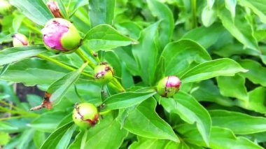 Karıncalar çiçek, şakayık tomurcuğu, doğa