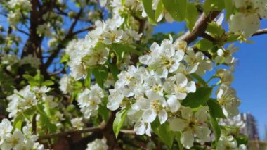 Bahar ağacı dalında beyaz çiçekler