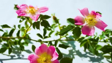 Beyaz arka planda pembe gül (köpek gülü) çiçeği yakın plan