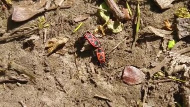 İki böcek seks doğası yapar.