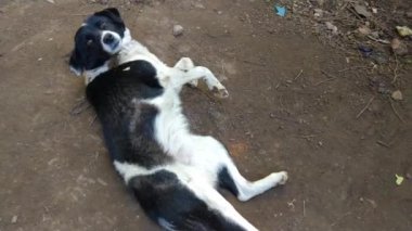 Kapalı ağızlıklı köpek beyaz ve siyah