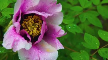 Pembe ve Sarı şakayık çiçeğinin yakın çekimi. Yapraklı yapraklı şakayık çiçeği