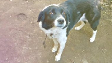 Kapalı ağızlıklı köpek beyaz ve siyah