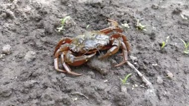 Yengeçler toprakta yürür.