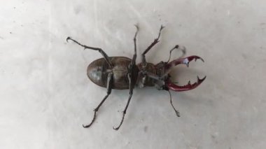 Sırtında böcek, beyaz arka planda geyik böceği (Lucanus cervus).