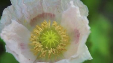 Bahçede yakın plan pembe haşhaş çiçeği