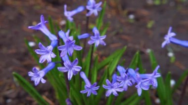 Bahçedeki sümbül bahar çiçeği