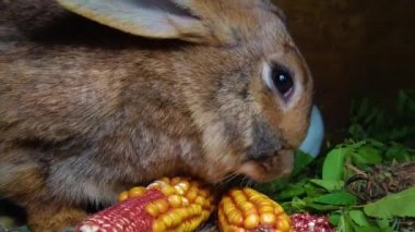 Kahverengi tavşan mısır yiyor, yakın plan.