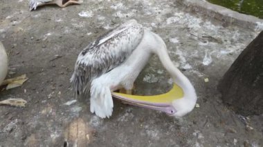 Büyük beyaz pelikan kayalarda oturuyor.
