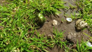 Güneşli bir yaz gününde güzel, parlak bir Shafer böceği (Cetonia Aurata)