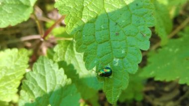 Yaprağın üzerinde sürünen yeşil böcek.