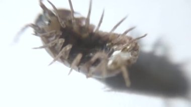 Ahşap biti Porcelio echinatus makro, yakın plan.