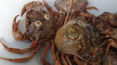 Konteynırda sürünen canlı yengeçler