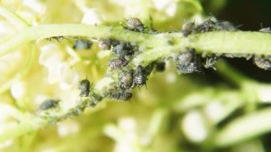 Doğada yeşil bir yaprak bitleri. Makro