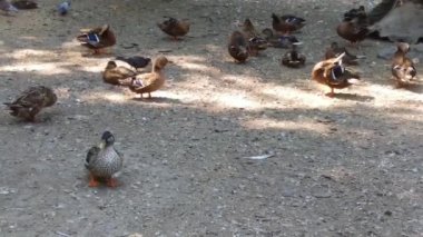 Kümes hayvanları: Evdeki köy avlusunda ördekler.