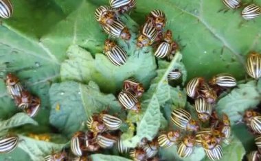 Colorado patates böceği yaprağın üzerinde sürünüyor.