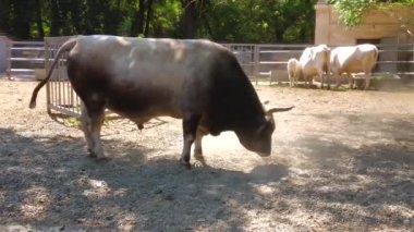 Sıcak bir yaz gününde kuru bir çayırdaki boğa.