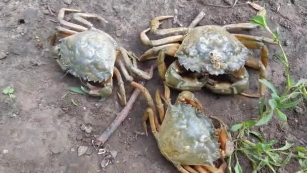 Krabben Lopen Grond Zand Natuur — Stockvideo