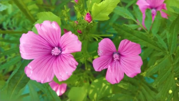 Closeup Ροζ Λουλούδια Στον Κήπο Καλοκαίρι — Αρχείο Βίντεο