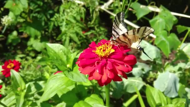 Mariposa Cola Golondrina Papilionidae Sobre Flor Roja — Vídeos de Stock