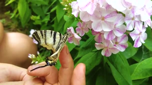 Nyelőfarok Pillangó Papilionidae Kézen Rózsaszín Virág — Stock videók