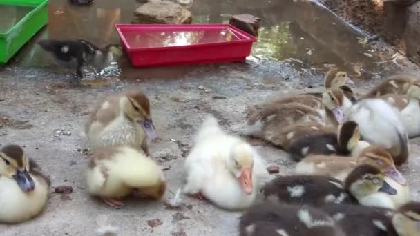 Ducklings Yard Water Tank — Stock video