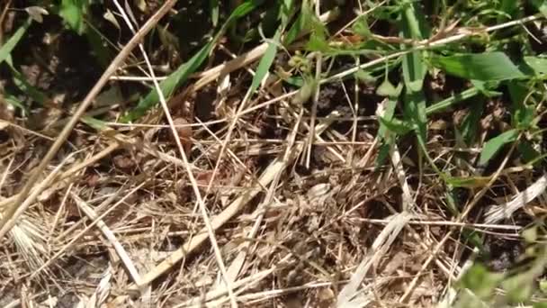 草本植物中的大黄蜘蛛 — 图库视频影像