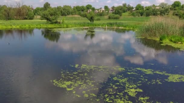 Vlaštovky Při Letu Nad Jezerem — Stock video