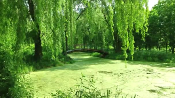 Πράσινο Πάρκο Λίμνη Ποτάμι Γέφυρα Τρόπο — Αρχείο Βίντεο