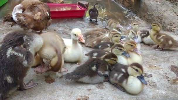 Ducklings Yard Water Tank — Stock video