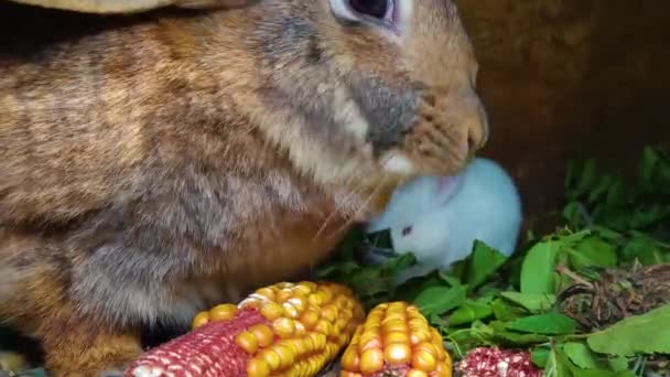 Brown Rabbit Eat Corn Closeup — Stock Video