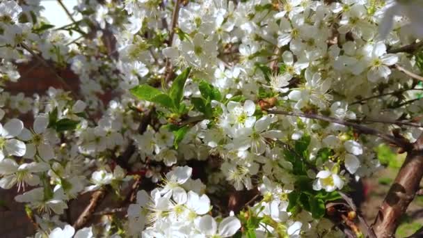 Flores Brancas Ramo Árvore Primavera — Vídeo de Stock