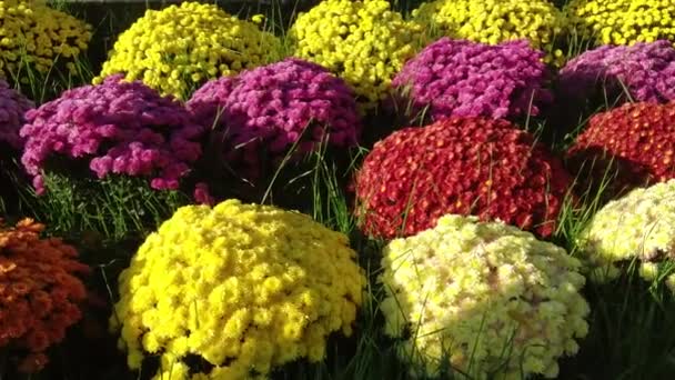 Όμορφη Δέσμη Των Νωπών Ανθισμένα Πολύχρωμα Λουλούδια Χρυσάνθεμο Closeup Κορυφαία — Αρχείο Βίντεο
