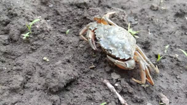 Cangrejos Caminan Por Suelo Arena Naturaleza — Vídeos de Stock