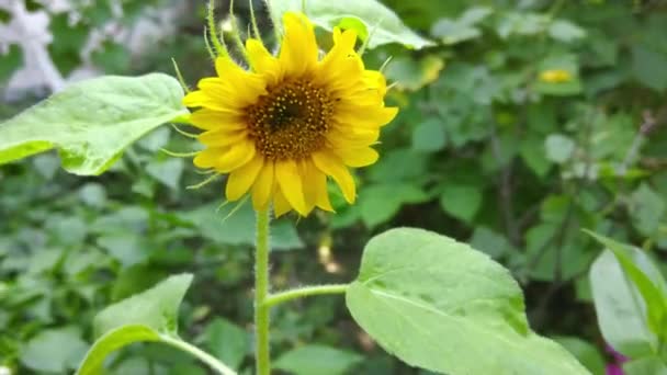 Primer Plano Girasol Amarillo Con Fondo Natural — Vídeos de Stock