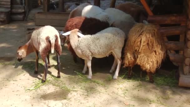 Ovejas Con Corderos Prado Campo Campos Agrícolas — Vídeo de stock